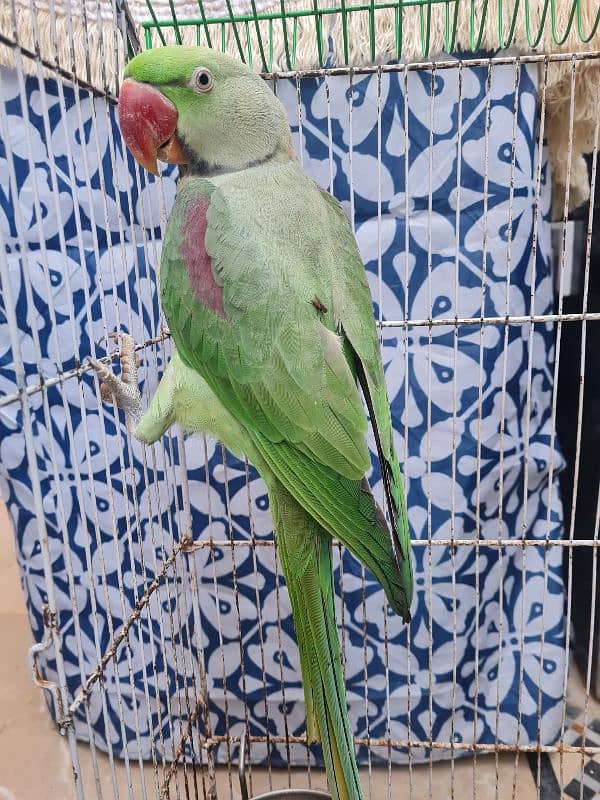 2 years Male Taking Parrot 3