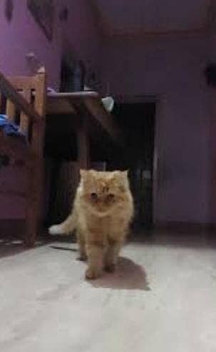 Very Fluffy Persian Breed Ginger Colour Male Cat Sale In Faisalabad 4