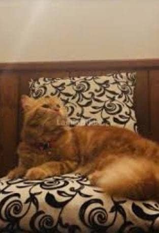 Very Fluffy Persian Breed Ginger Colour Male Cat Sale In Faisalabad 5