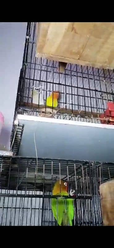 lovebirds Running Setup breeder with eggs & chicks 1