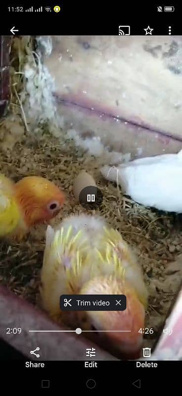 lovebirds Running Setup breeder with eggs & chicks 8