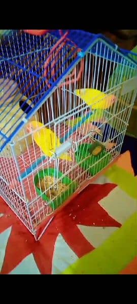 latenoo Lovebird oringe face 2