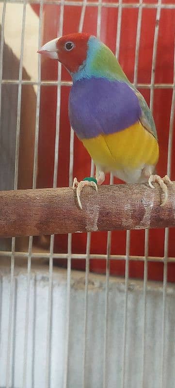 Goldian Finch Male for sale Active and Healthy 0