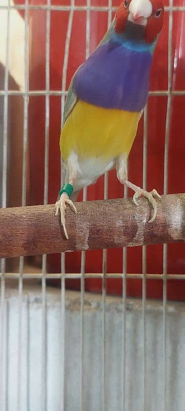 Goldian Finch Male for sale Active and Healthy 1