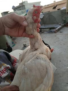 Aseel hera female for sale