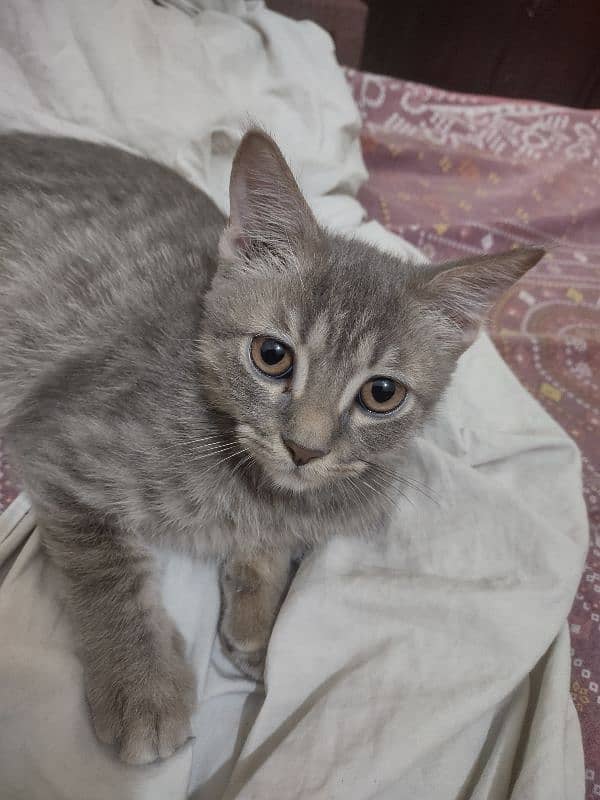 American curl and chartreux short hair breed adoption 1