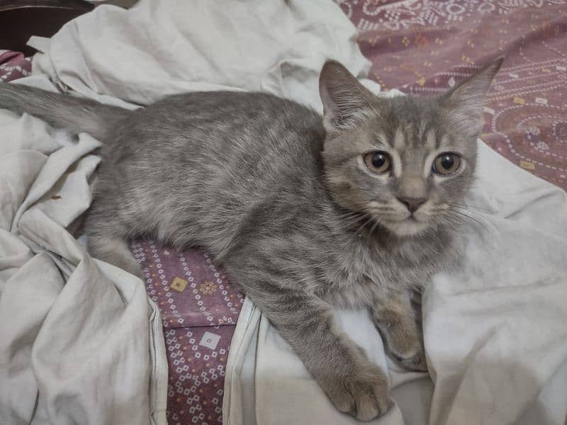 American curl and chartreux short hair breed adoption 2