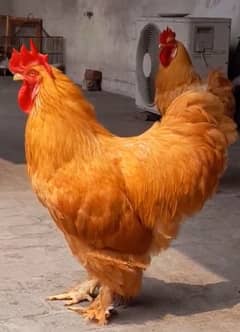 Golden heavy buff Chicks Available