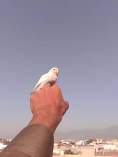 budgie baby hand tame