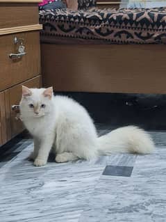 Female persian kitten