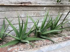 Original Aloevera