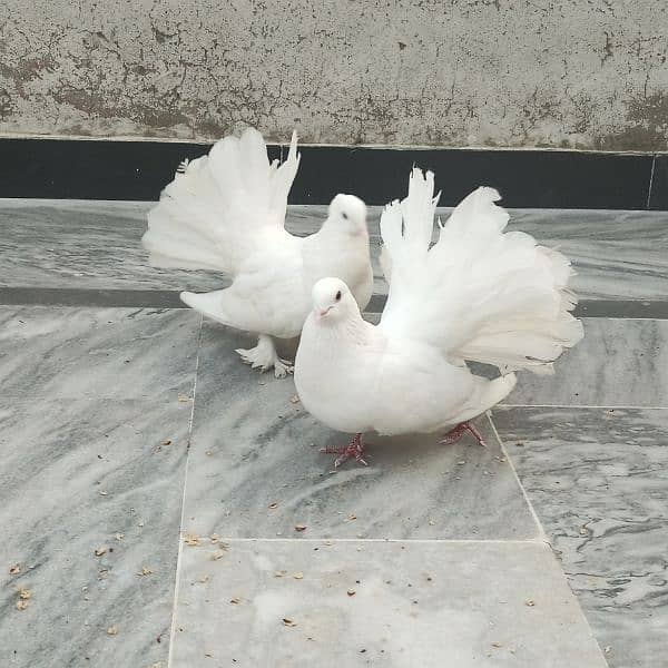 Laka Pigeon Pair 7