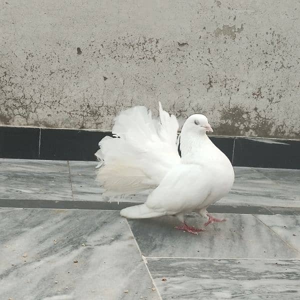 Laka Pigeon Pair 8