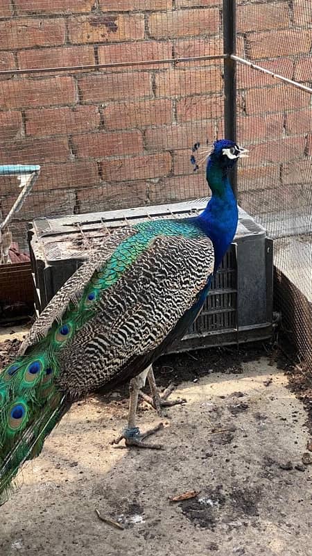 peacock pair for sale 1