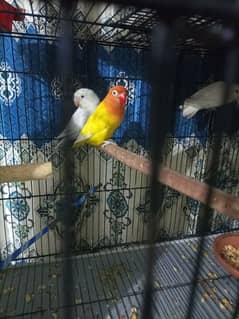 love birds urgent sale