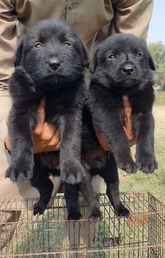 black shepherd puppies triple coat available