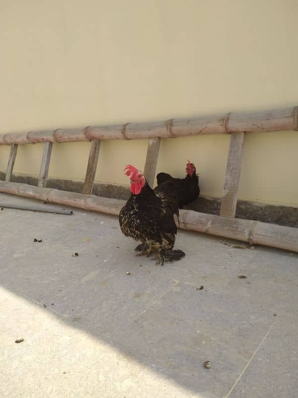 black Bantam & golden subright 2