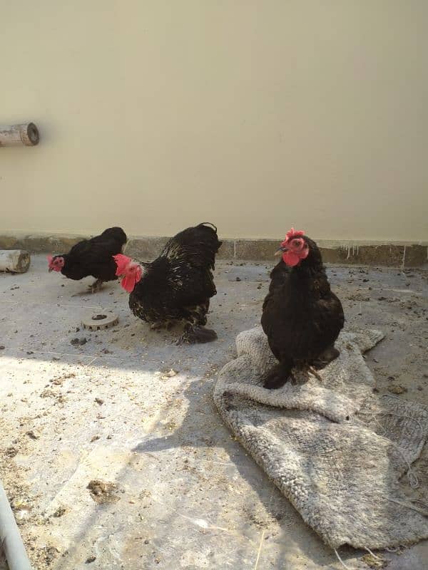 black Bantam & golden subright 4