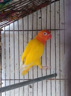 lotino fisheri red eye and common lotino red eye breeder pair