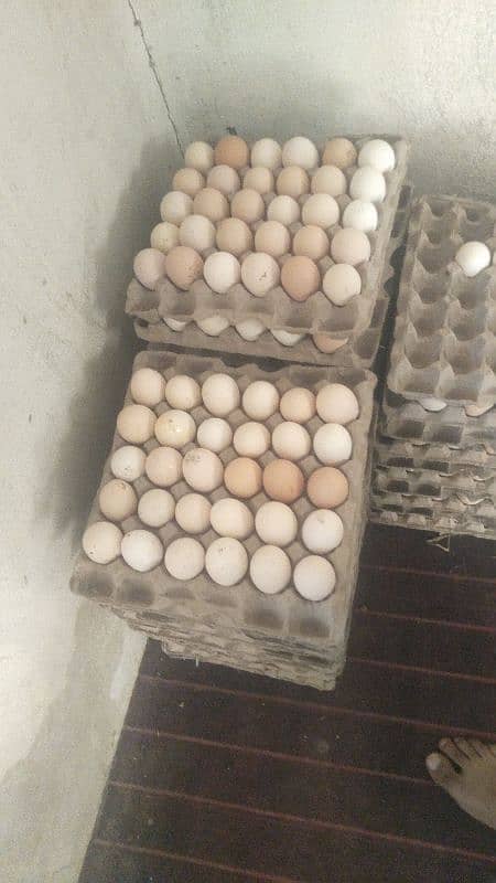 Eggs/Golden/Desi/Lohman/White Layer/Hens 1