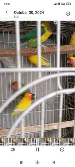 Love Bird's