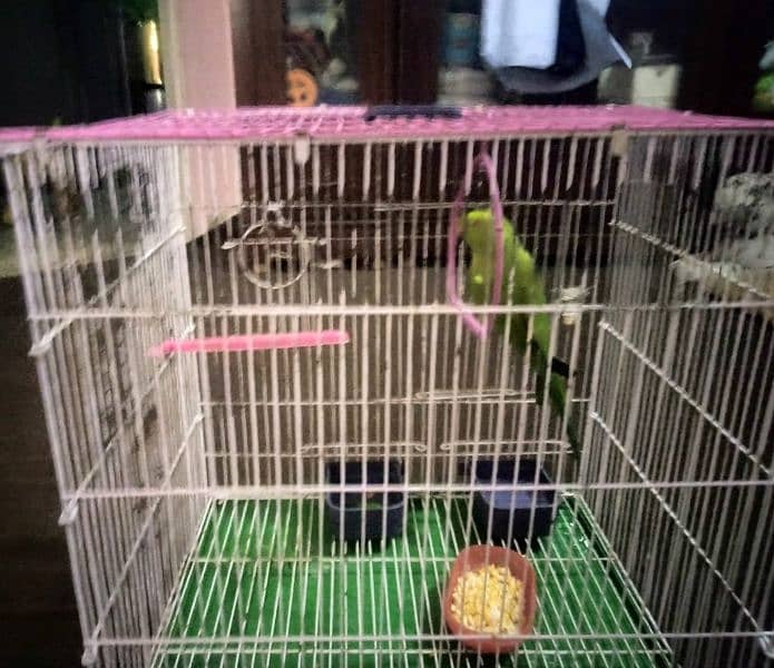 active parrot 0