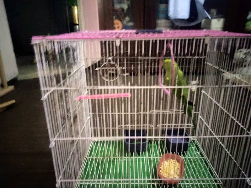 active parrot 3