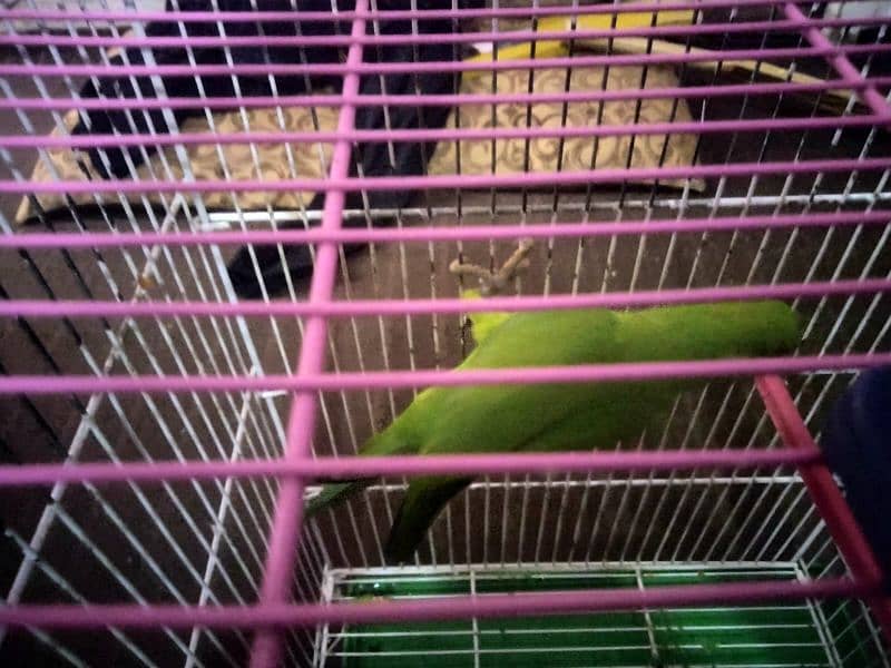 active parrot 4