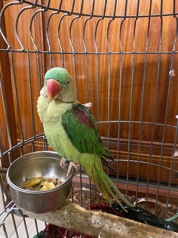 Alexandrine Parakeet Parrots Pair 0