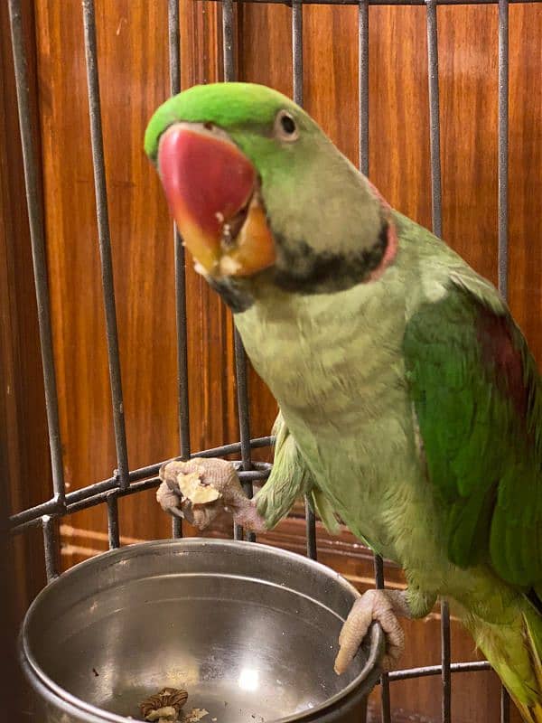 Alexandrine Parakeet Parrots Pair 1