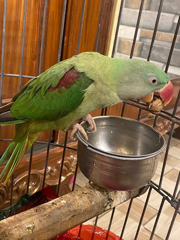 Alexandrine Parakeet Parrots Pair 3