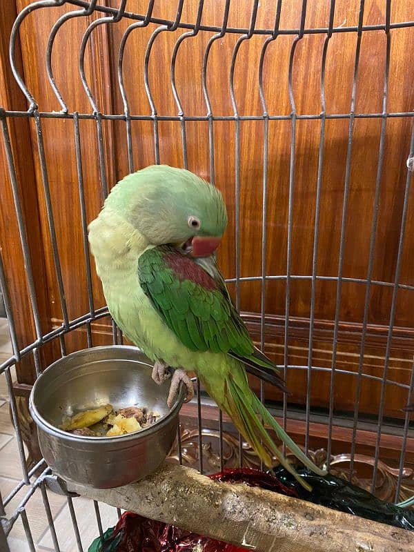 Alexandrine Parakeet Parrots Pair 4