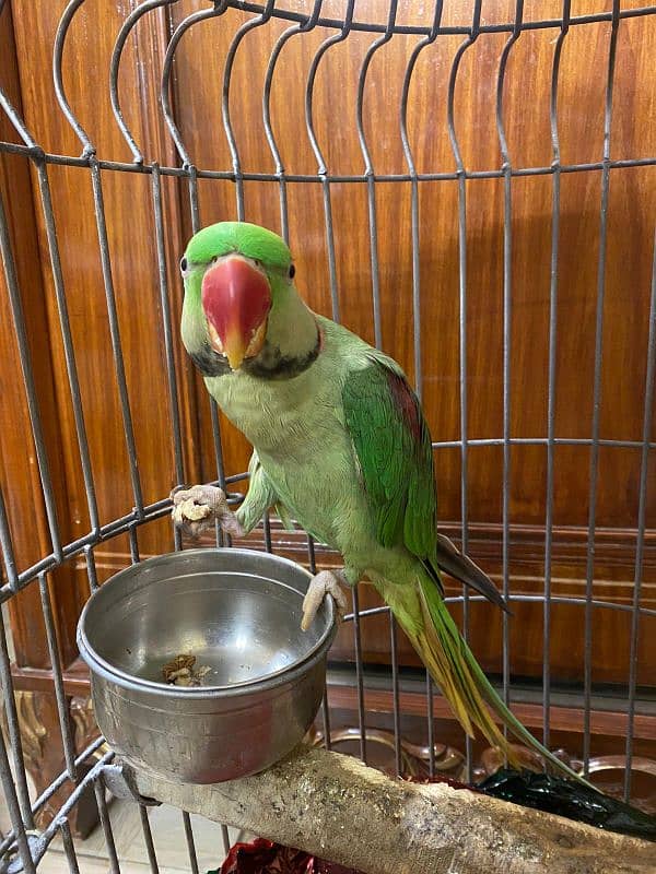 Alexandrine Parakeet Parrots Pair 5