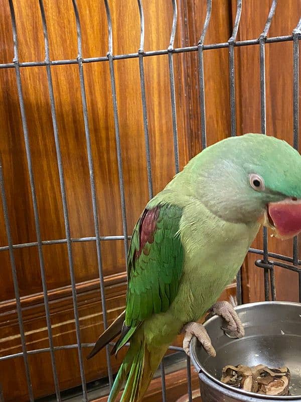 Alexandrine Parakeet Parrots Pair 6