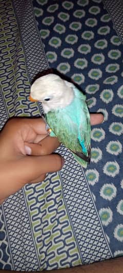 Hand tame love bird