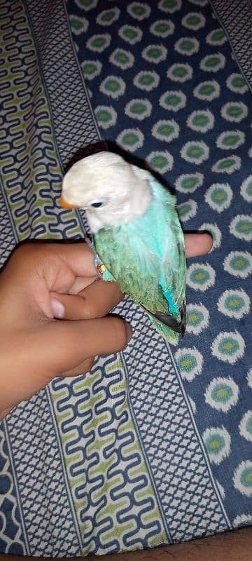 Hand tame love bird 0