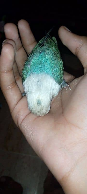 Hand tame love bird 1