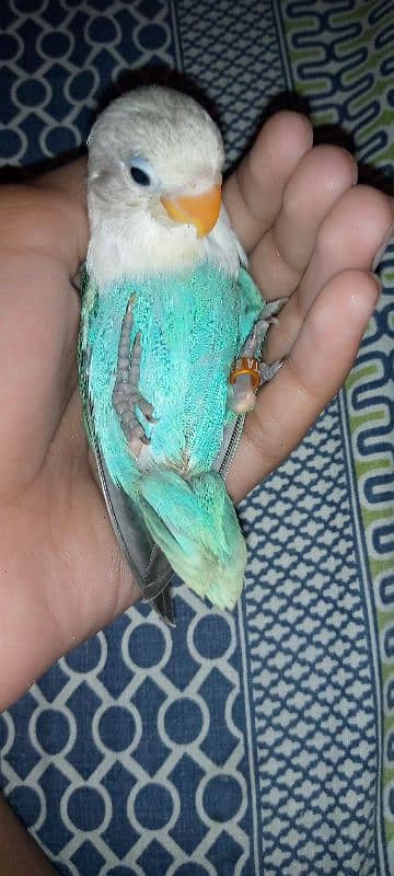 Hand tame love bird 3