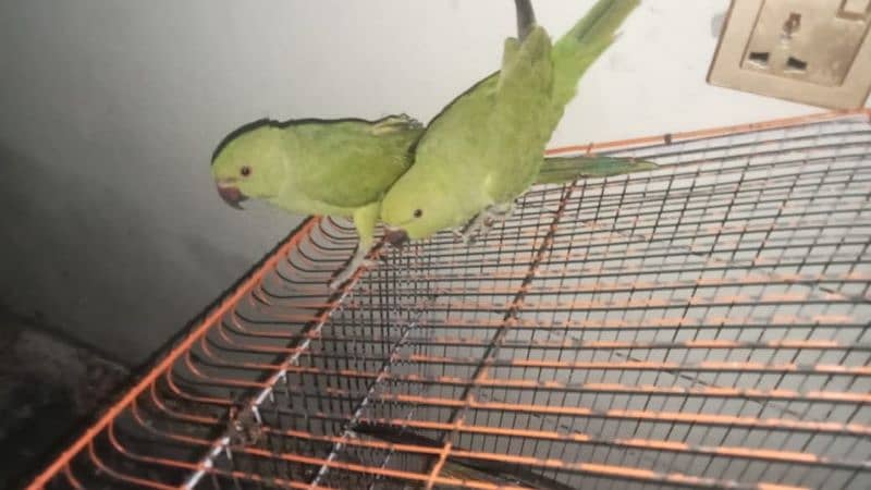 parrot male and female 0