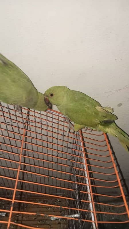 parrot male and female 1