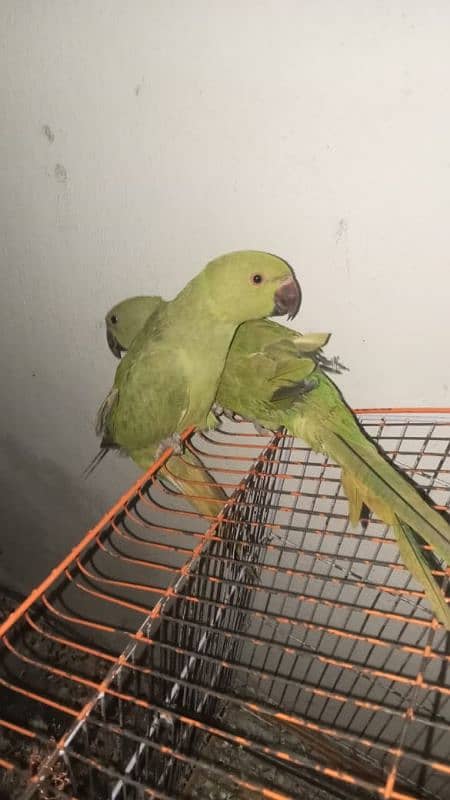 parrot male and female 2