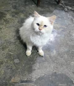 siberian cat white double coated