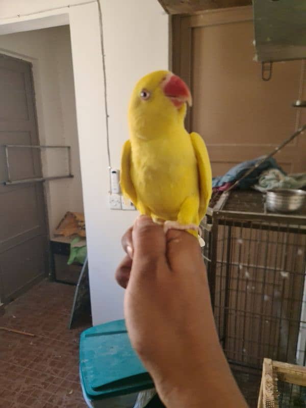 Yellow ringneck breeding pair 1