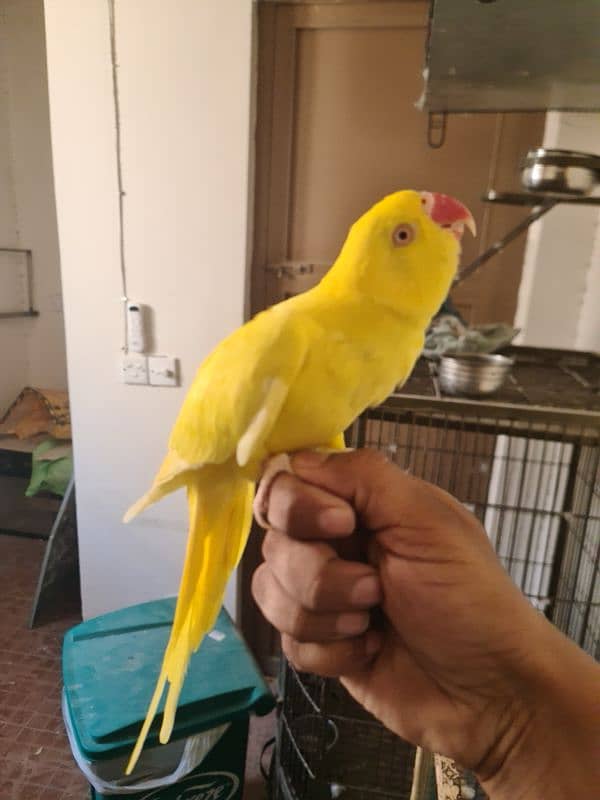 Yellow ringneck breeding pair 2