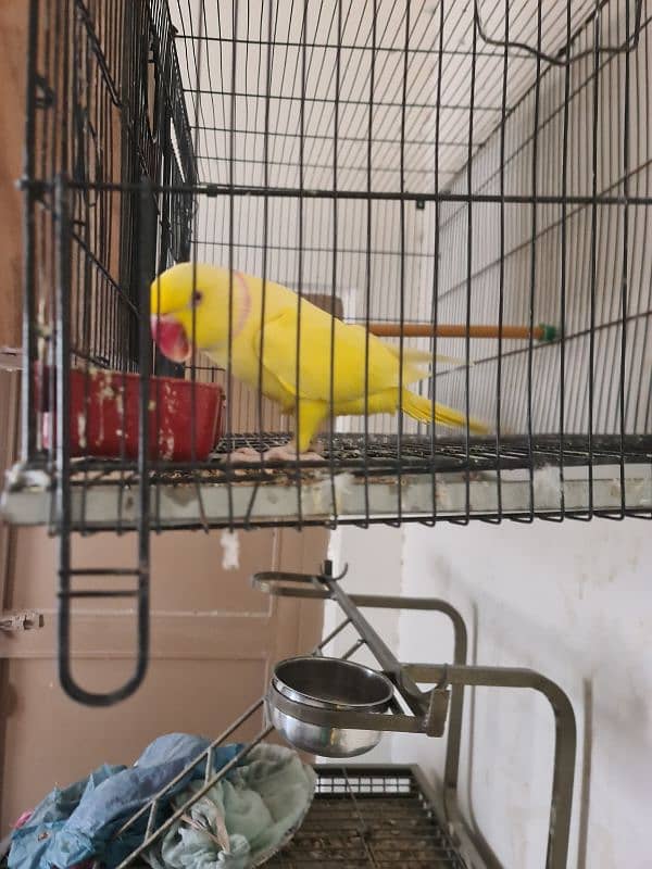 Yellow ringneck breeding pair 3