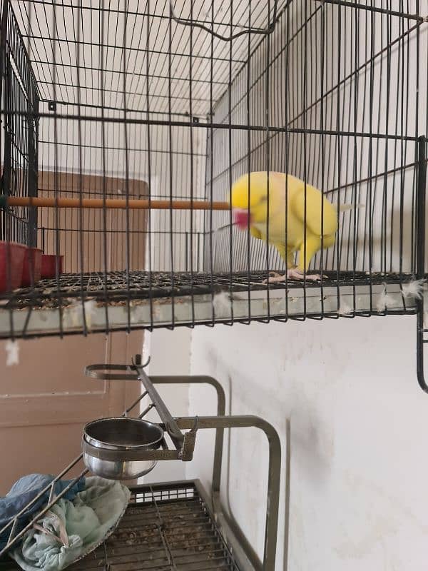 Yellow ringneck breeding pair 4