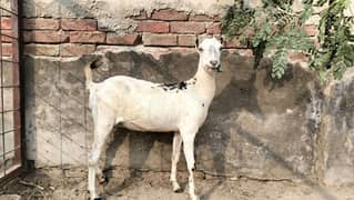 Barbari pair for sale II beetalI goat II nagra II Bakra Bakri for sale