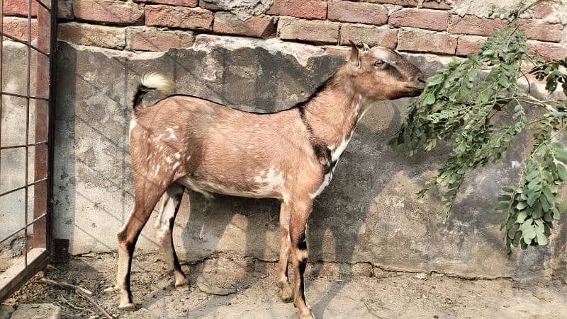 Barbari pair for sale II beetalI goat II nagra II Bakra Bakri for sale 1