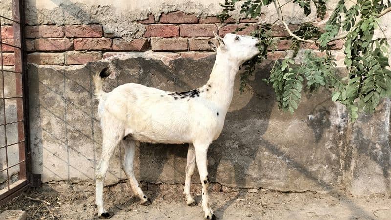 Barbari pair for sale II beetalI goat II nagra II Bakra Bakri for sale 2