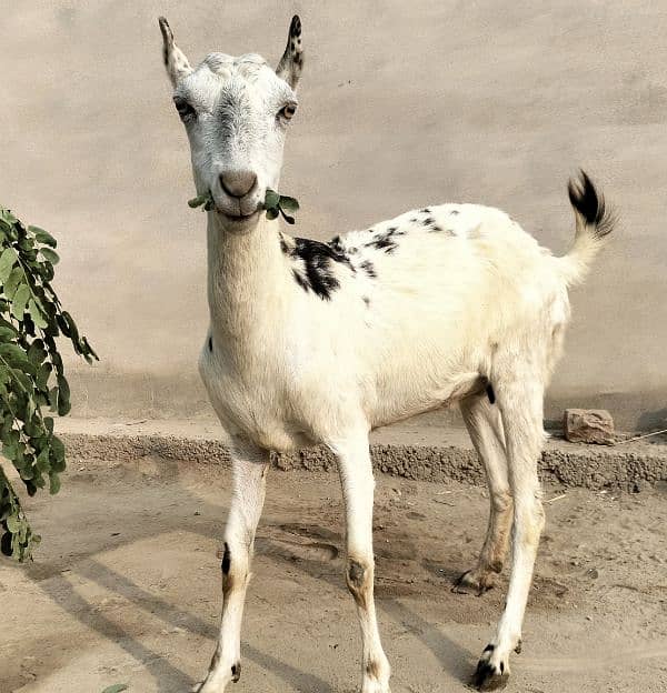 Barbari pair for sale II beetalI goat II nagra II Bakra Bakri for sale 4